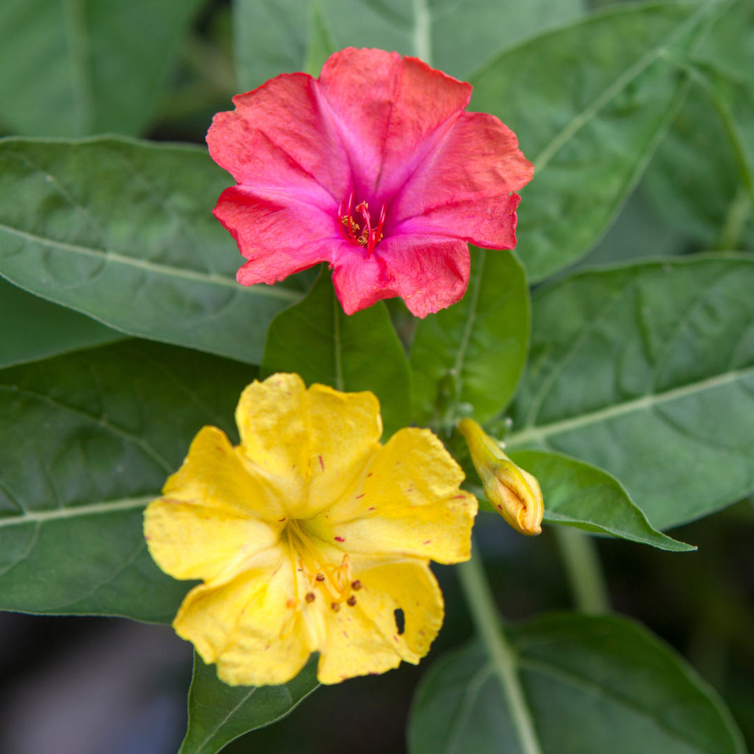 Marvel of Peru Four O'Clocks Seeds – Pangea Seeds