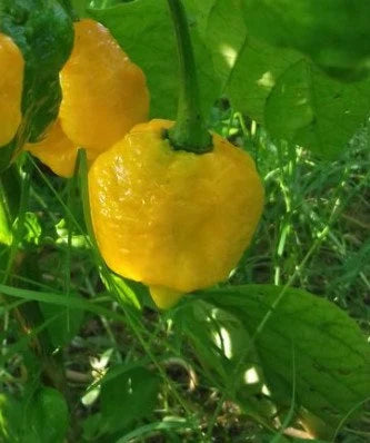Yellow Brain Strain Pepper