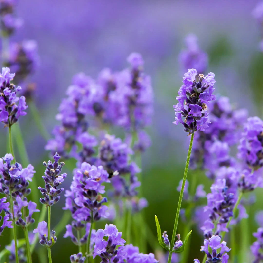 Hidcote Blue Lavender Seeds – Pangea Seeds
