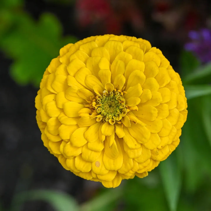 Benary's Zinnia Giant Yellow