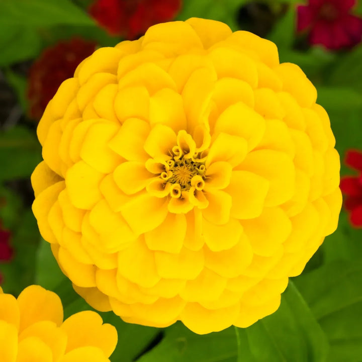 Benary's Zinnia Giant Yellow