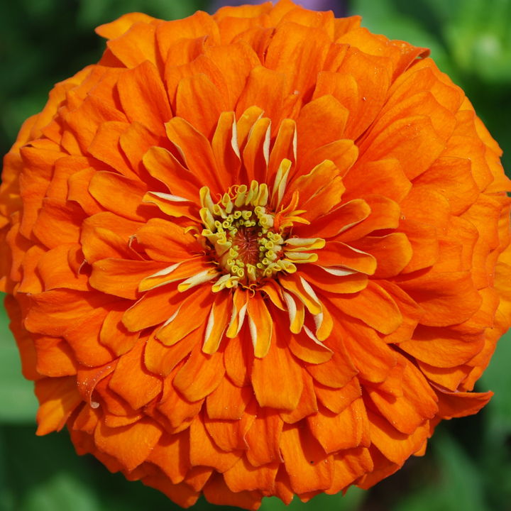 Benary Giant Orange Zinnia