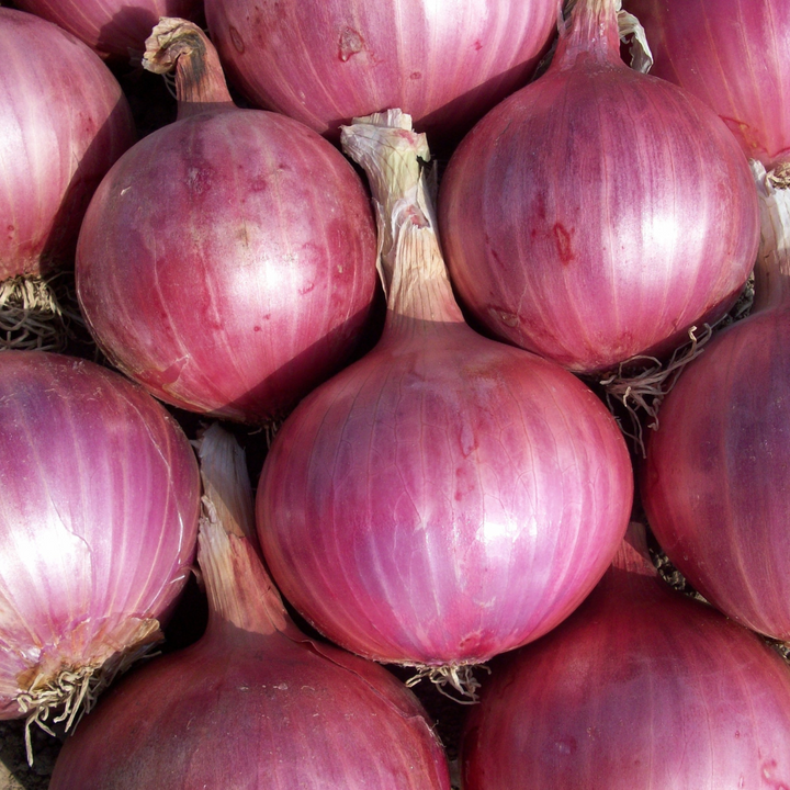 Blush Onion