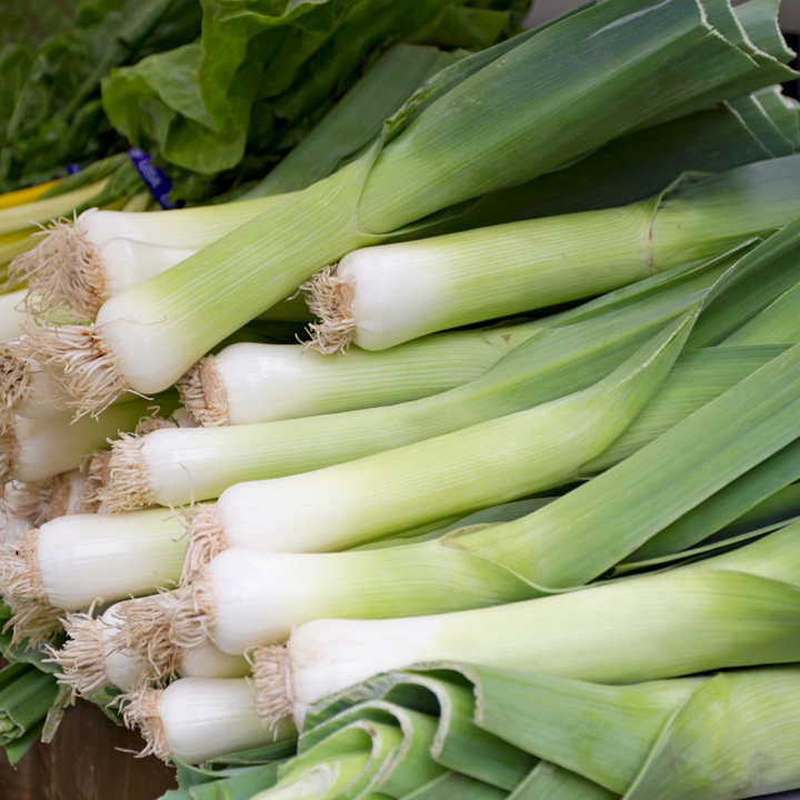 Large Musselburgh Leek