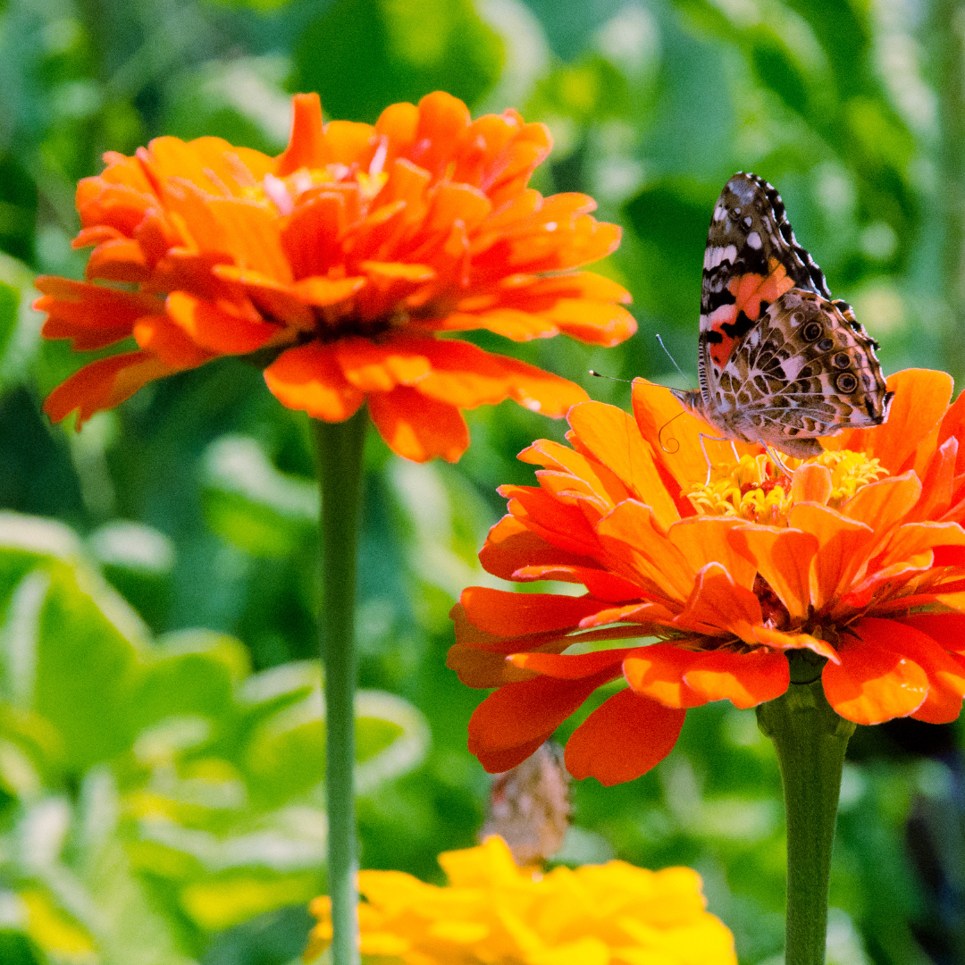 Benary Giant Orange Zinnia