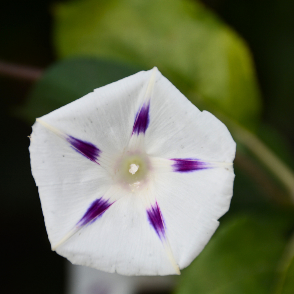 Milky Way Morning Glory – Pangea Seeds