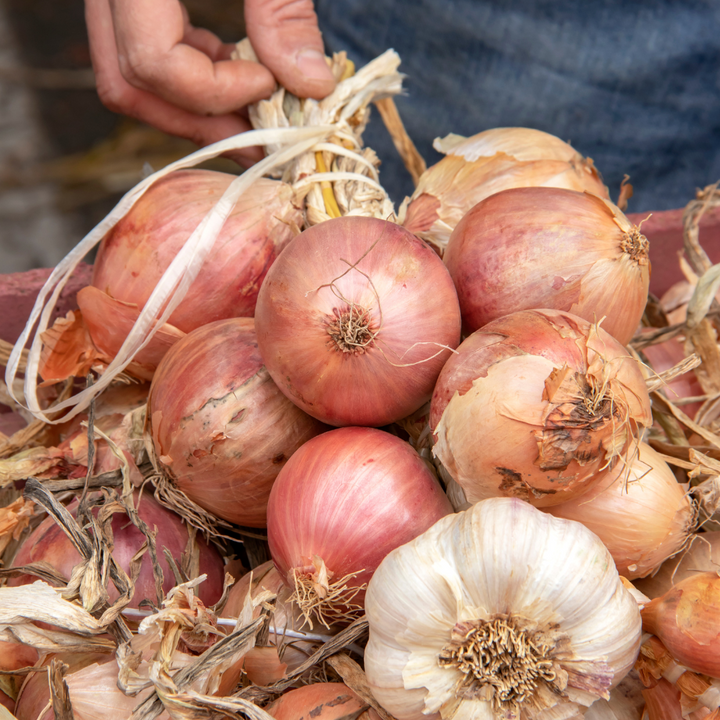 Blush Onion