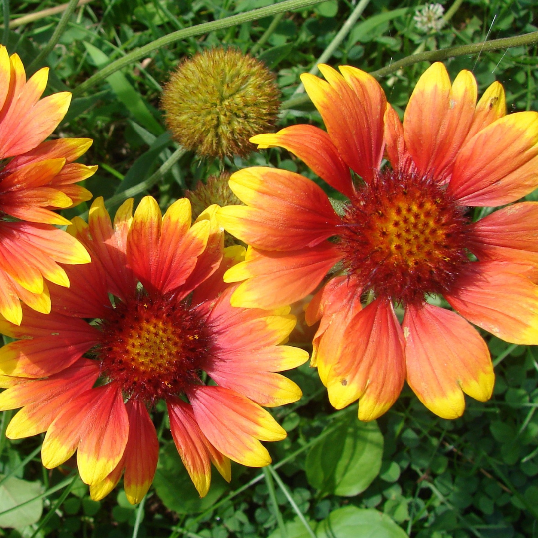Arizona Sun Gaillardia - Main Image