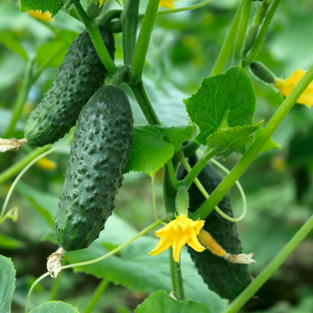 Spacemaster Bush Cucumber Pangea Seeds spacemaster-bush-cucumber-pangea-seeds