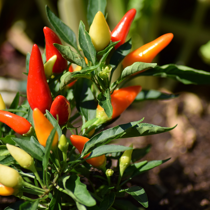 Tabasco Pepper