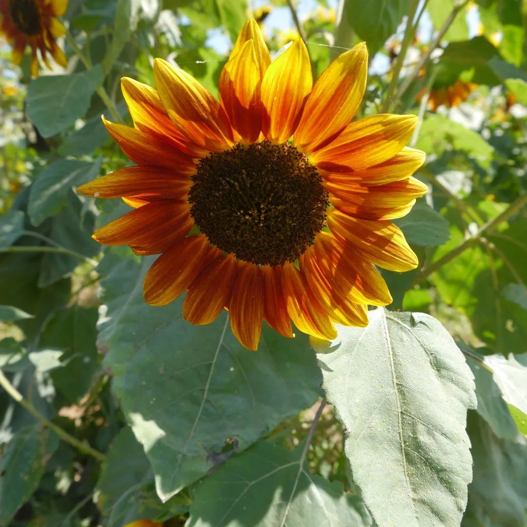 Autumn Beauty Sunflower Mix