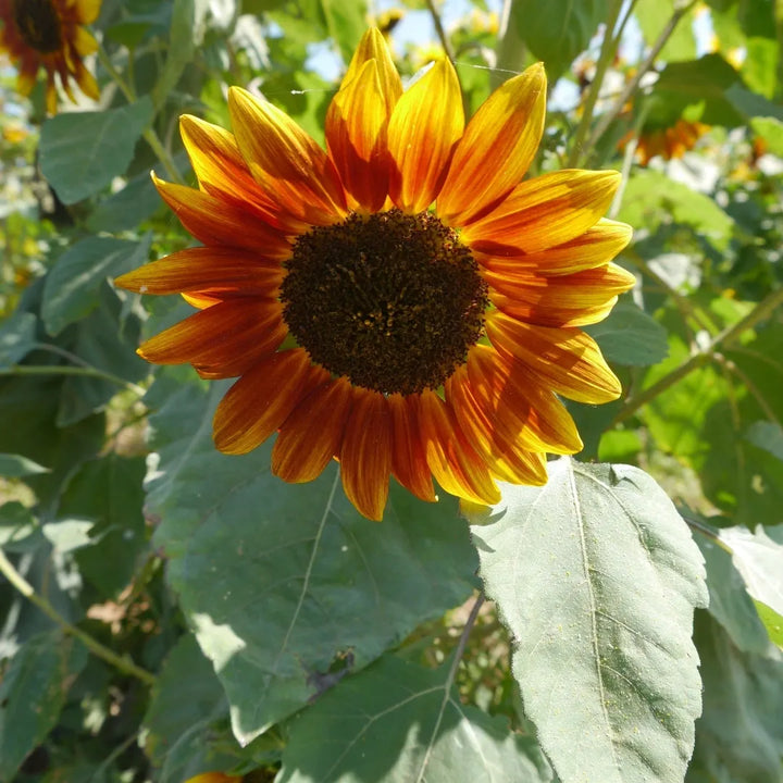 Autumn Beauty Sunflower Mix