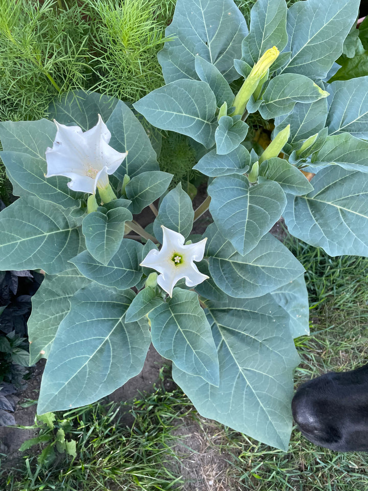 Angel's Trumpet Datura