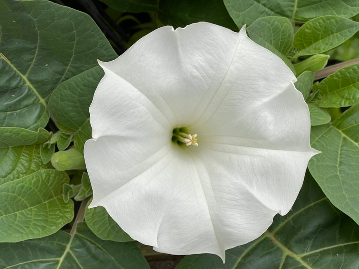 Angel's Trumpet Datura