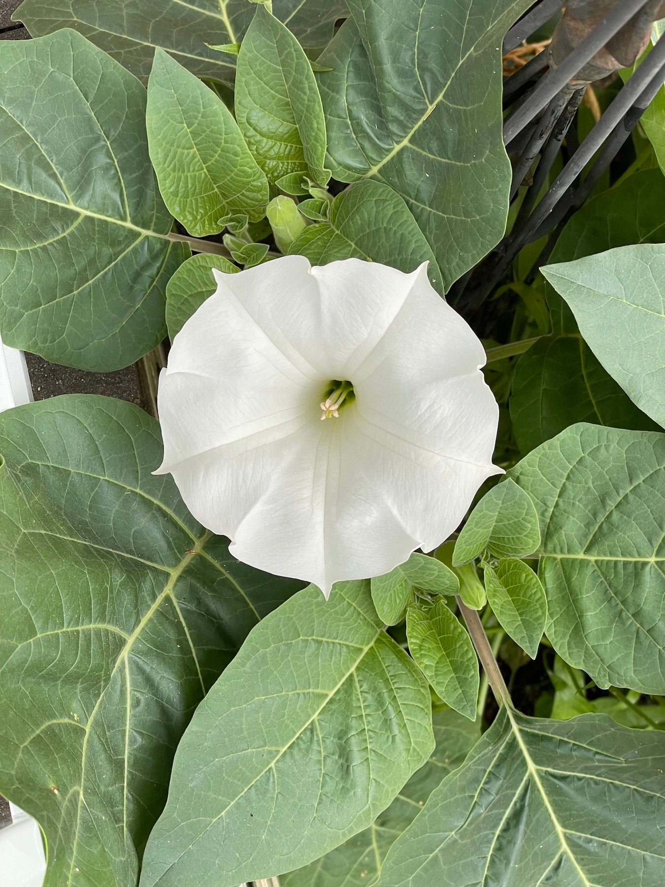 white trumpet flower spiky seed pod Angel's Trumpet Datura Seeds – Pangea Seeds