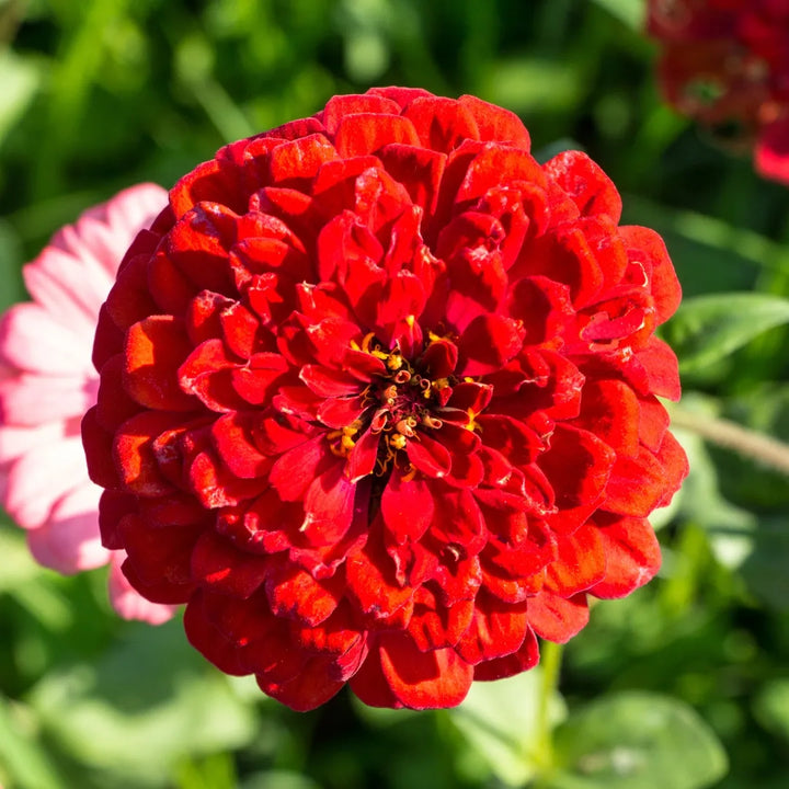 Benary's Giant Scarlet Zinnia