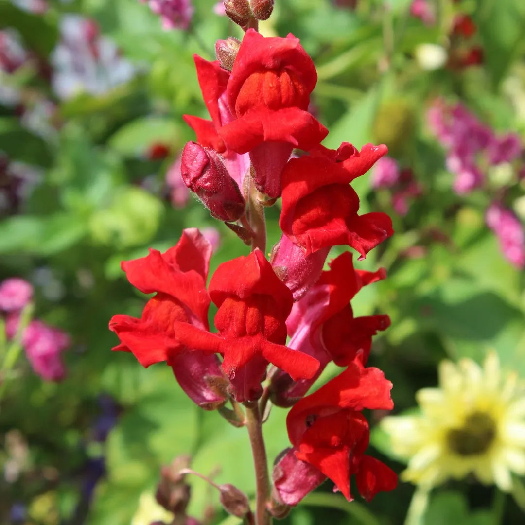 Rocket Red Snapdragon Seeds – Pangea Seeds