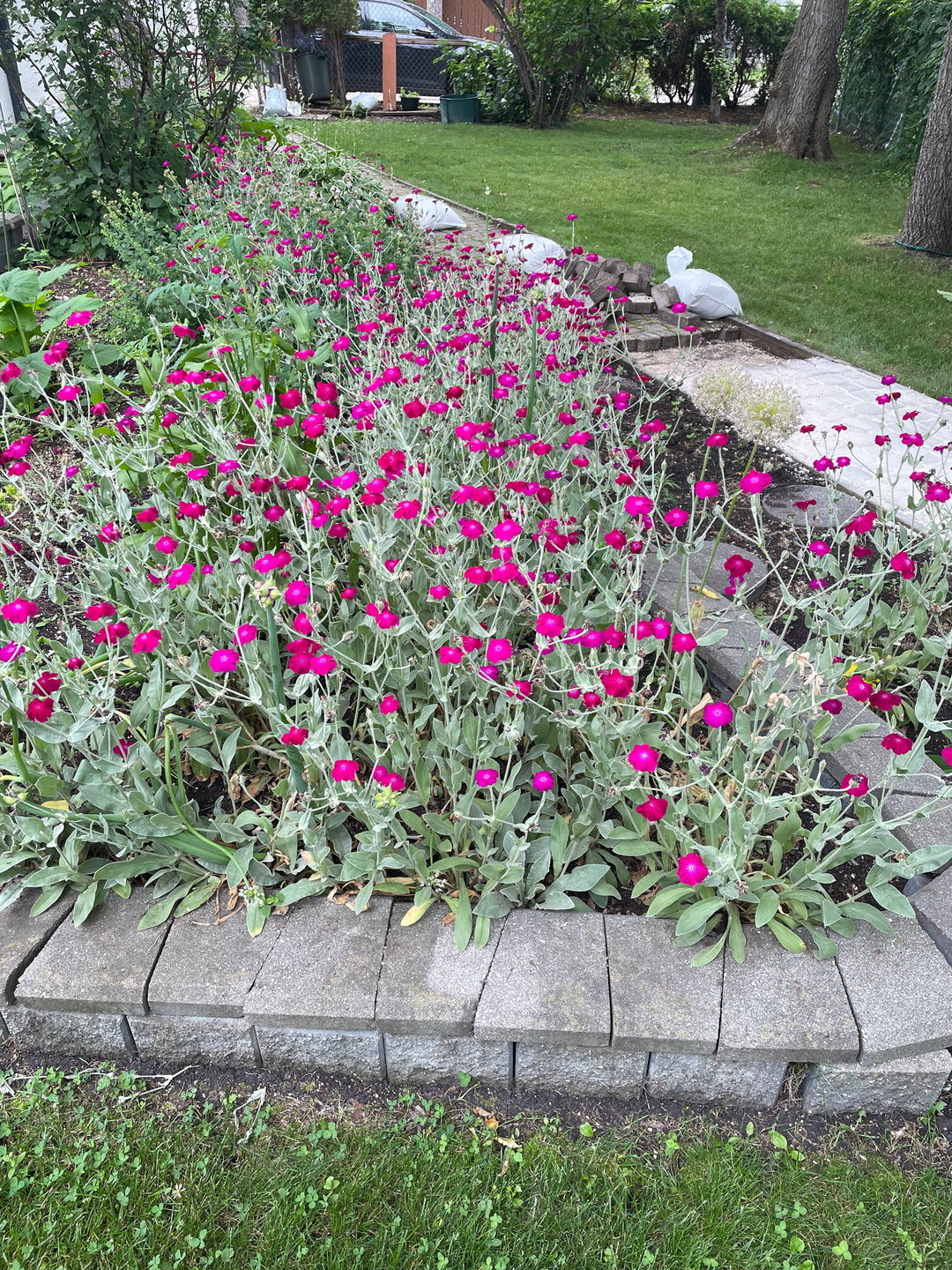 planting rose campion seeds Rose Campion