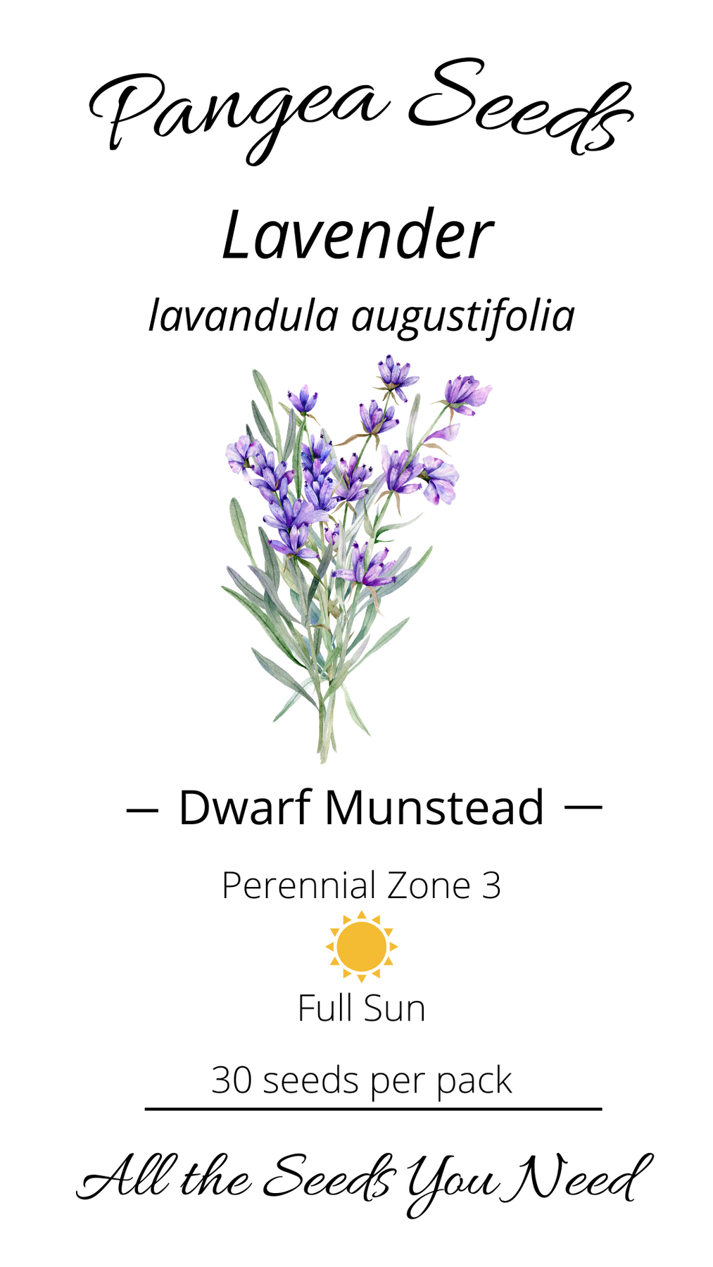 dwarf lavender seeds Dwarf Munstead Lavender Seeds – Pangea Seeds