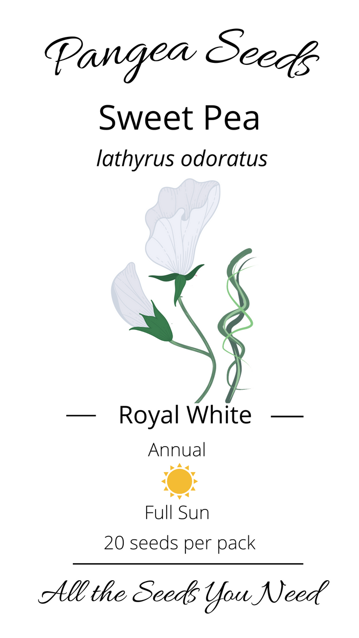 Royal White Sweet Pea