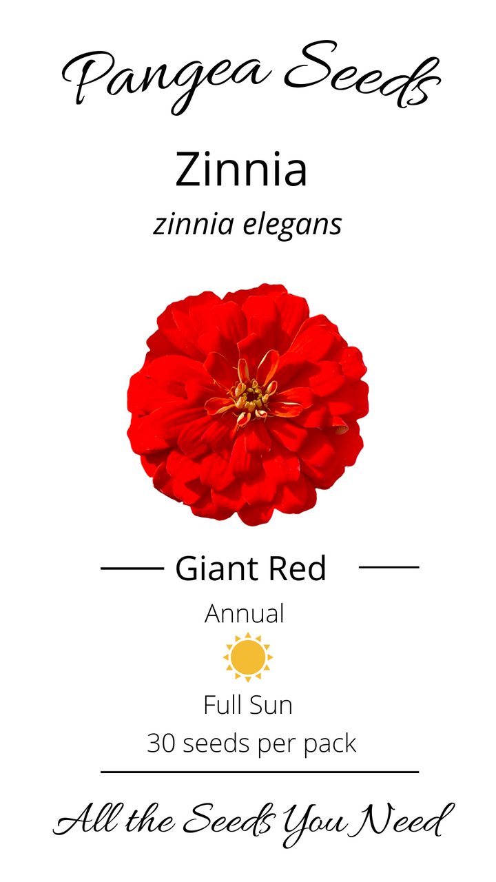 Benary's Giant Red Zinnia