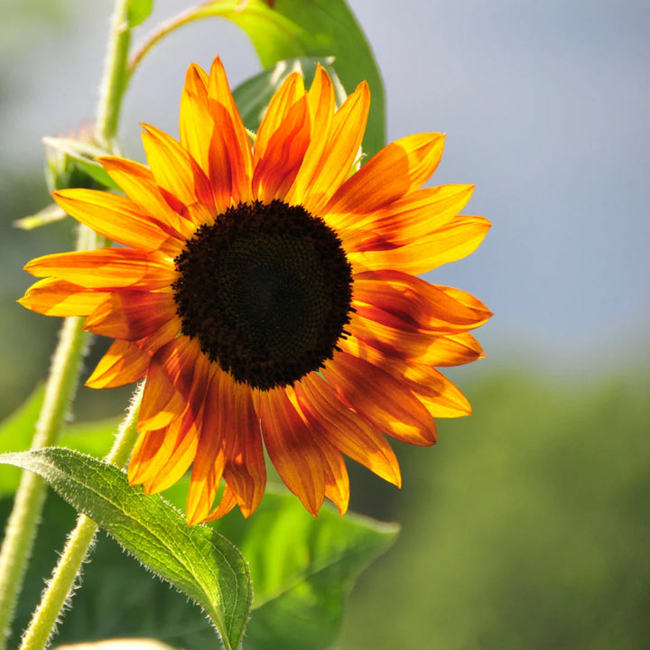 Autumn Beauty Sunflower Mix