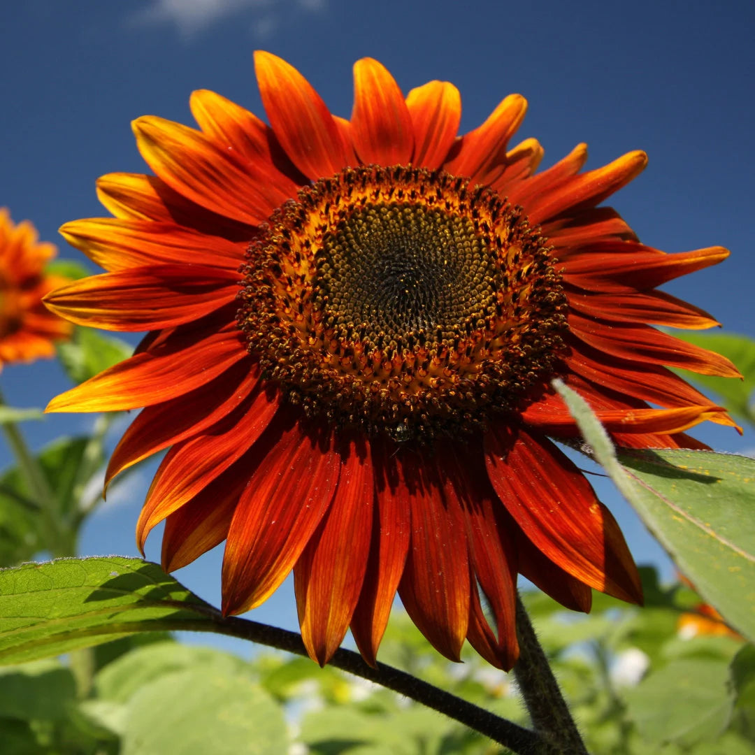 Autumn Beauty Sunflower Mix