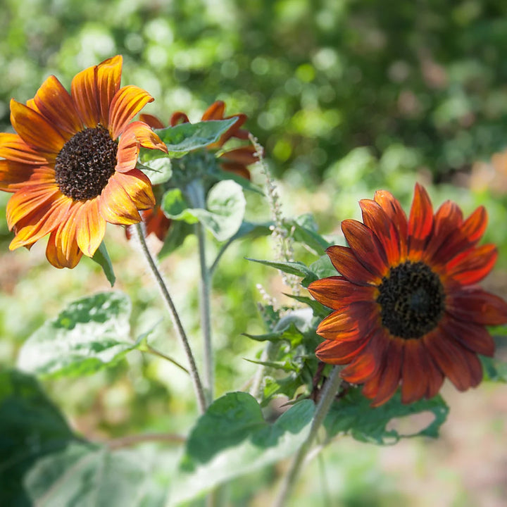 Autumn Beauty Sunflower Mix
