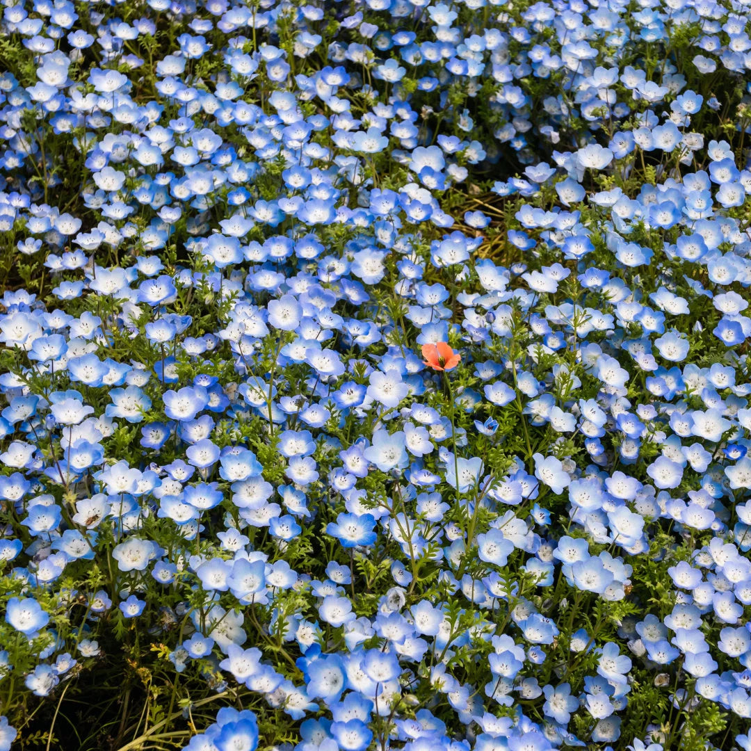 Baby Blue Eyes Nemophila