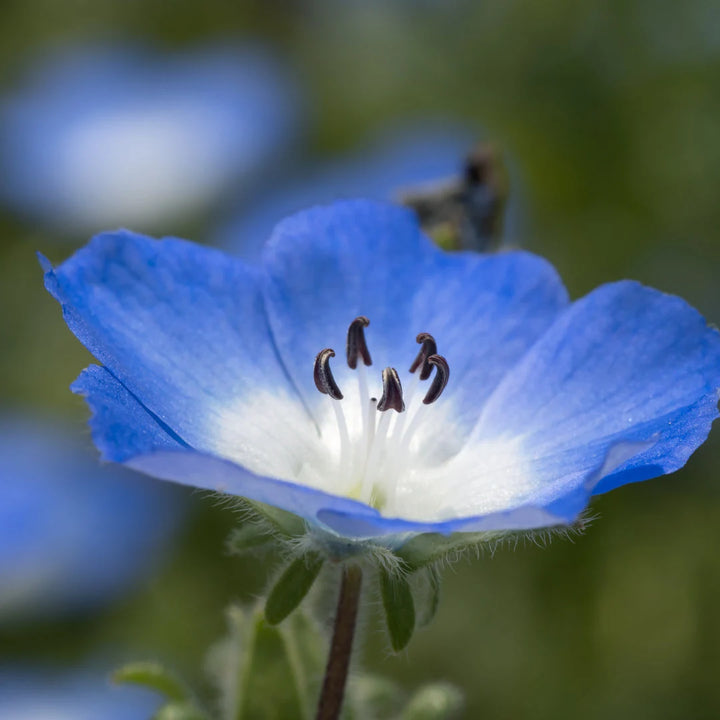 Baby Blue Eyes Nemophila