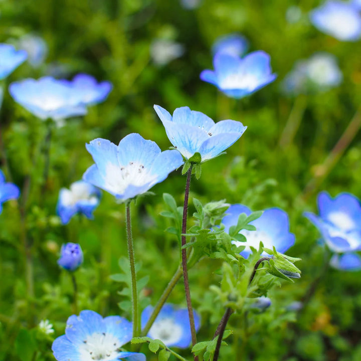 Baby Blue Eyes Nemophila