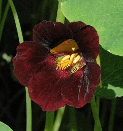 Black Velvet Nasturtium