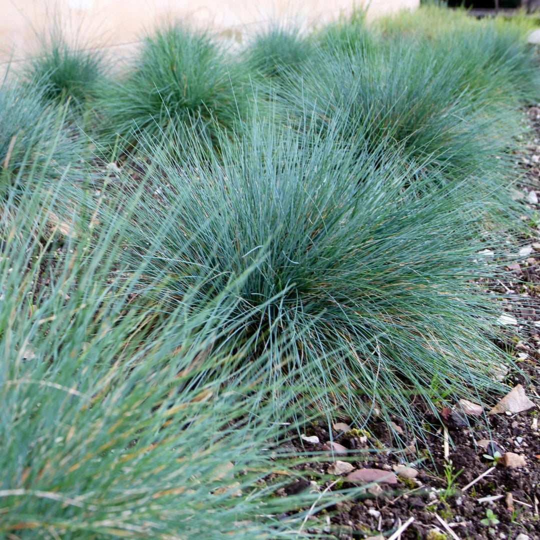 Freddy Blue Fescue Grass