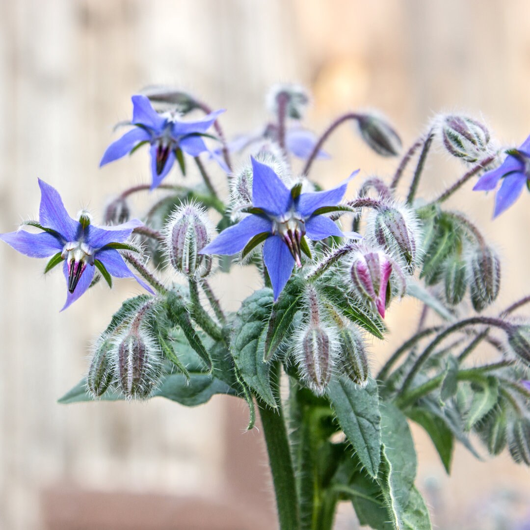 Pollinator Pack – Pangea Seeds