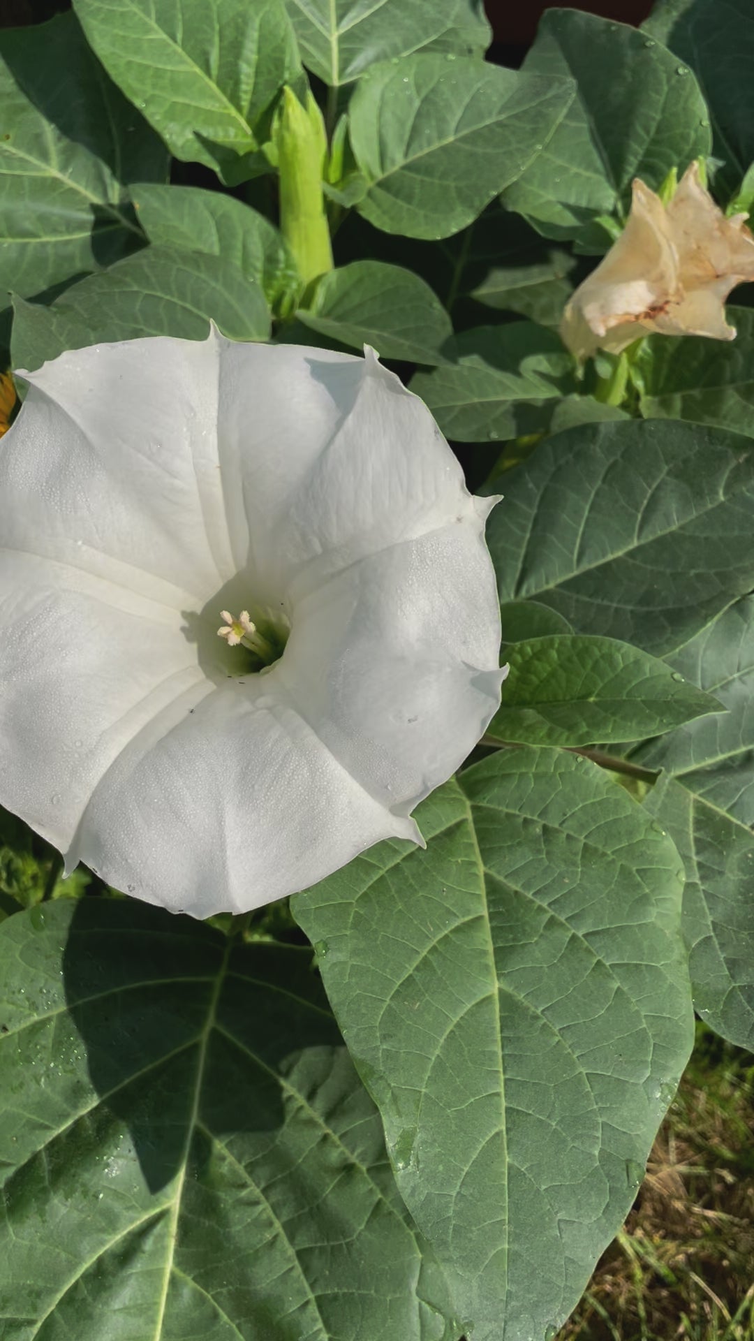 Angel's Trumpet Datura
