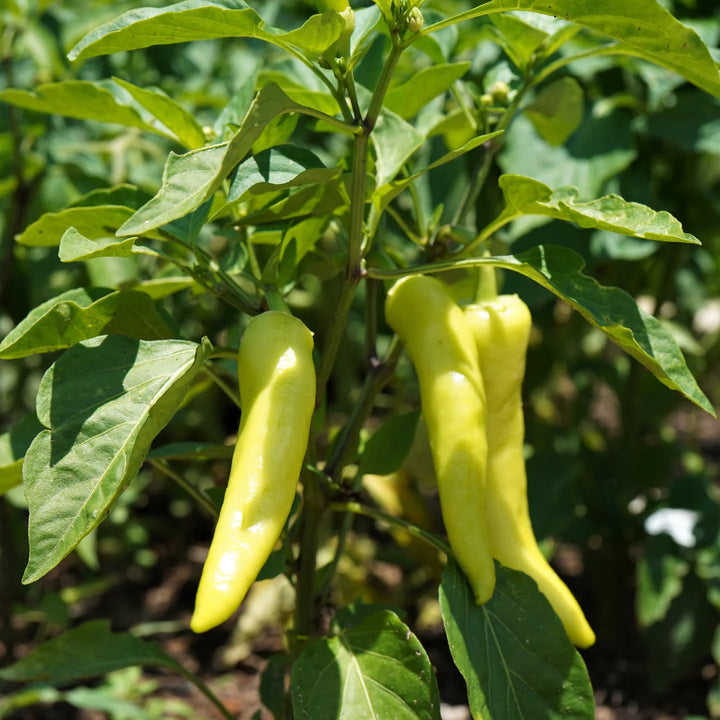 Sweet Banana Pepper
