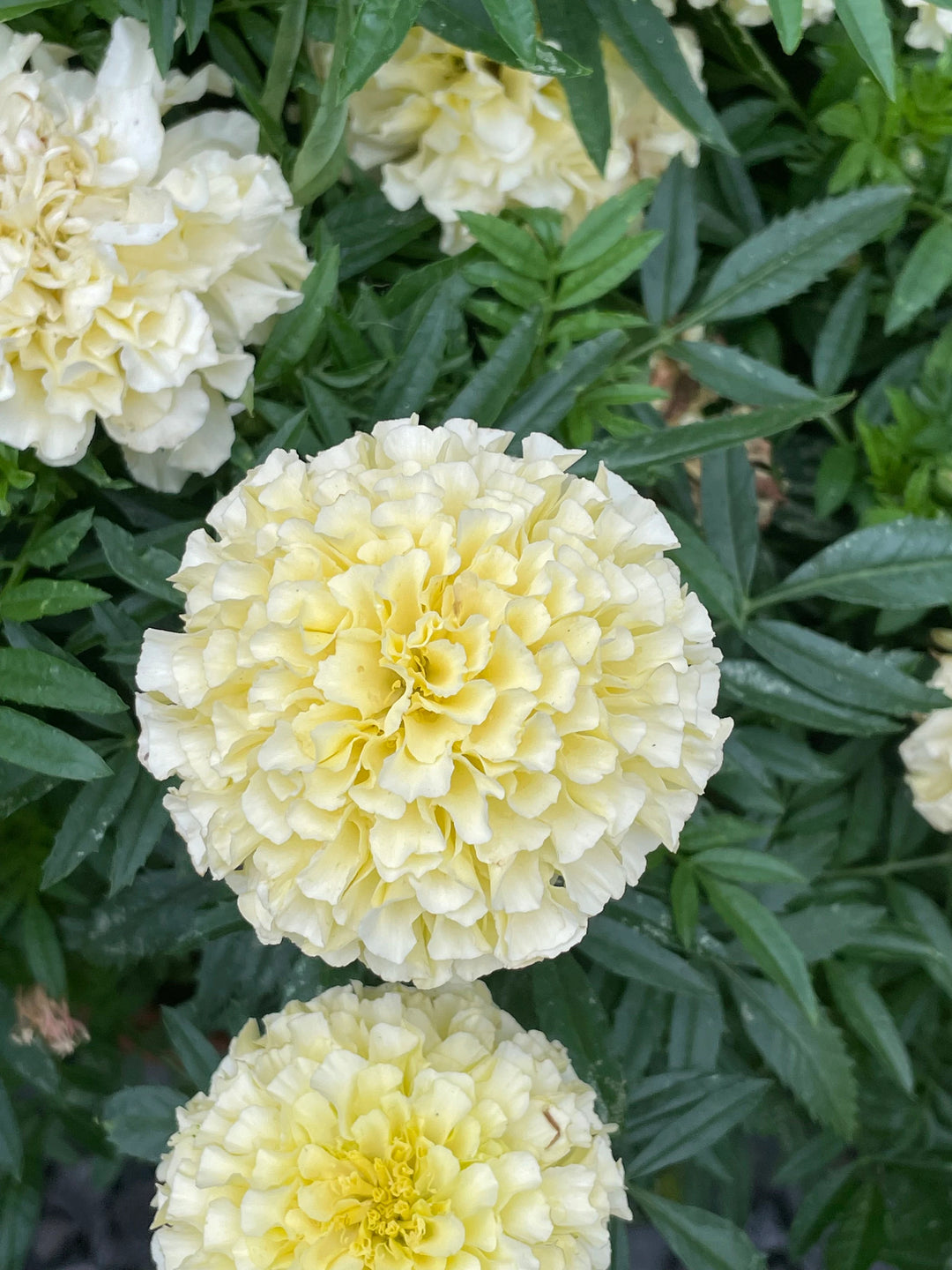 vanilla marigold seeds White Swan Marigold