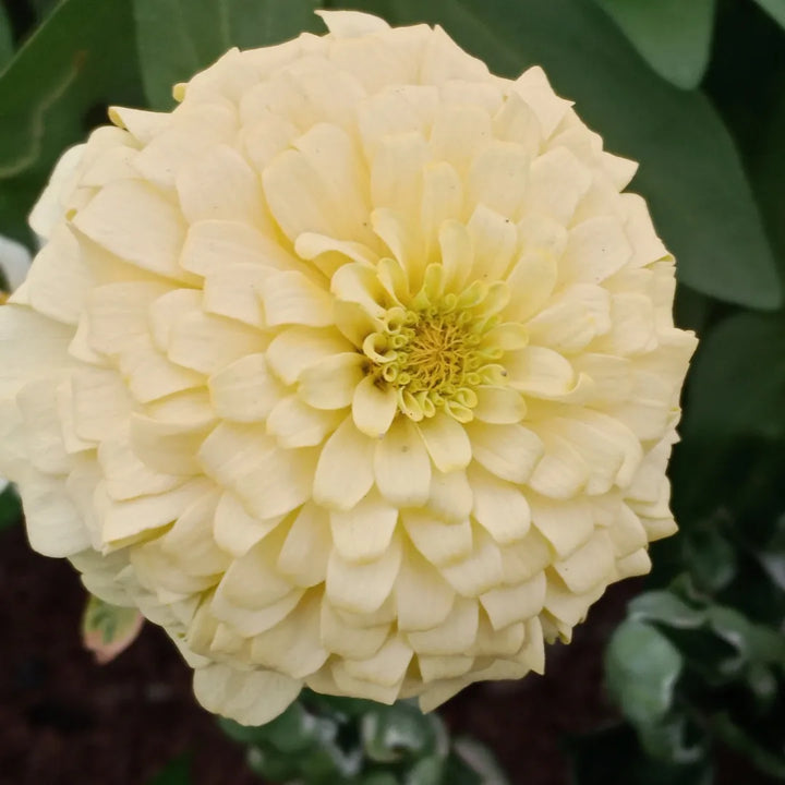 Benary's Zinnia Giant White