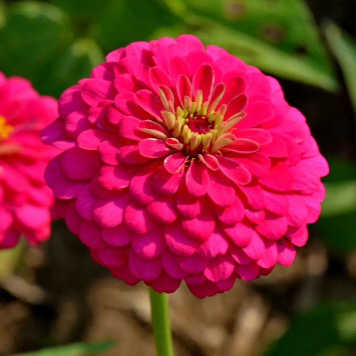 Benary's Zinnia Giant Wine