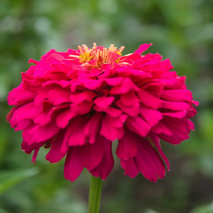 Benary's Zinnia Giant Wine